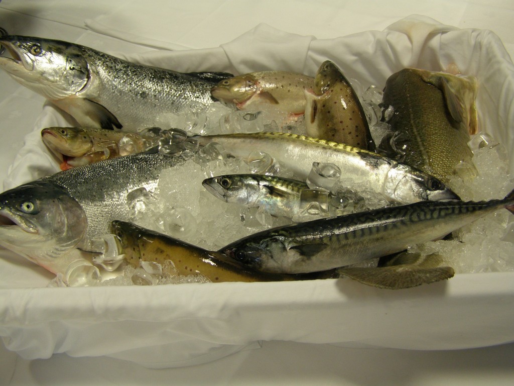 Ryby  z norweskich mórz. Fot. P. Adamczewski