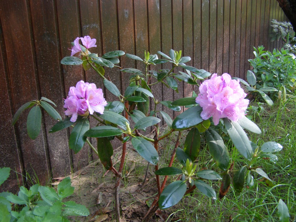 Łęcino rododendron P5220024